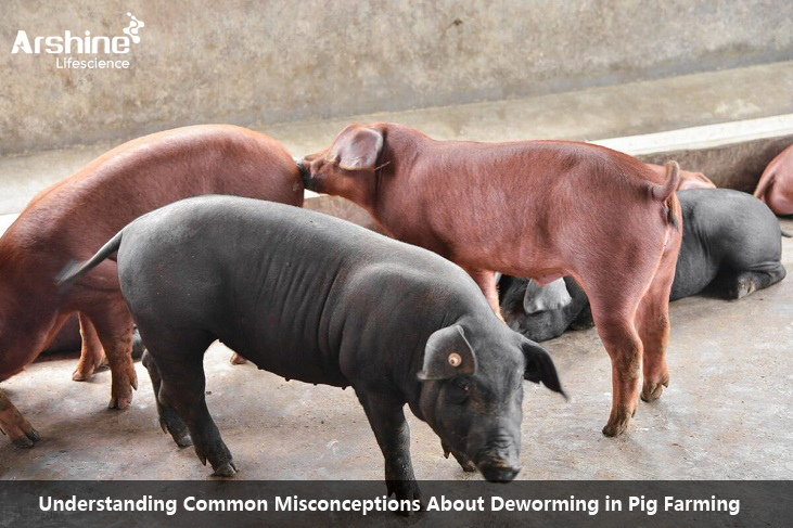 Understanding Common Misconceptions About Deworming in Pig Farming ﻿