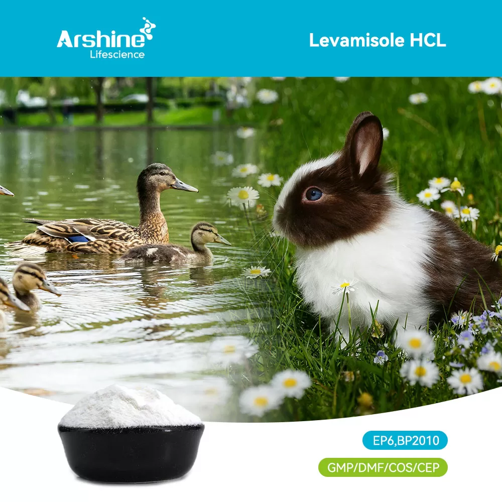 Levamisole HCL: The Criticality of Chiral Purity in Immunomodulation