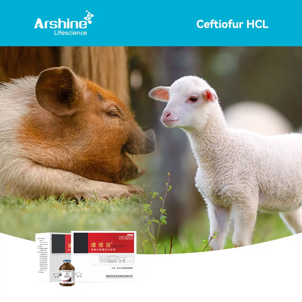 Ceftiofur Hydrochloride Injection: The Gold Standard for Livestock Bacterial Infection Treatment