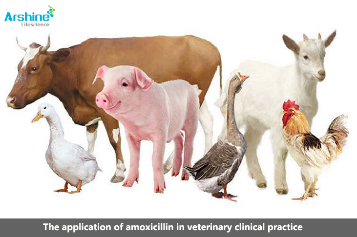 The application of amoxicillin in veterinary clinical practice