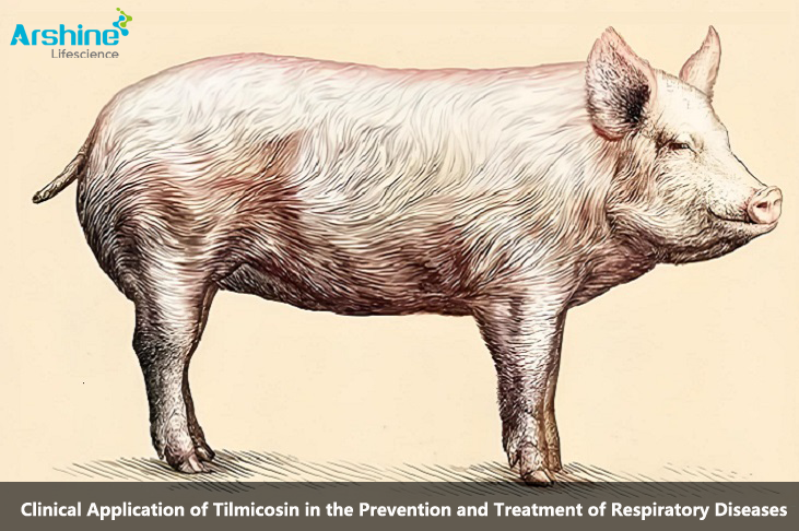 Clinical Application of Tilmicosin in the Prevention and Treatment of Respiratory Diseases