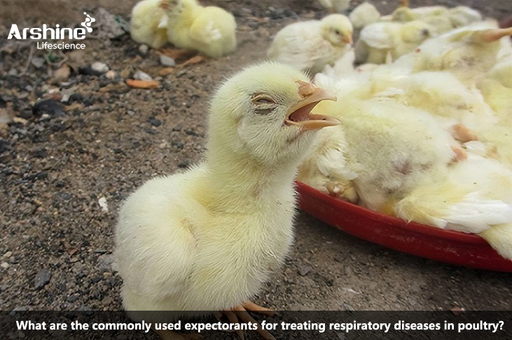 What are the commonly used expectorants for treating respiratory diseases in poultry?