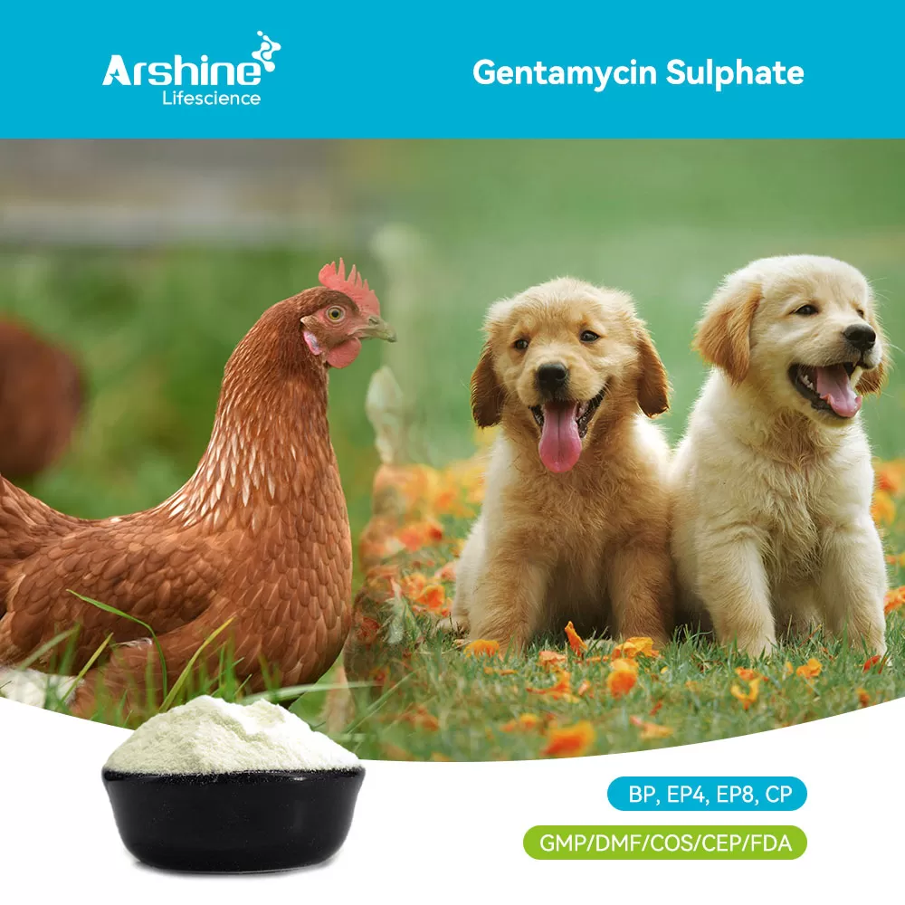 Gentamicin Sulphate: Managing the "Biological Fingerprint" of Aminoglycosides