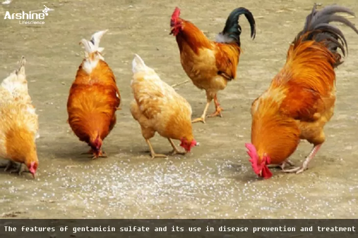 The features of gentamicin sulfate and its use in disease prevention and treatment