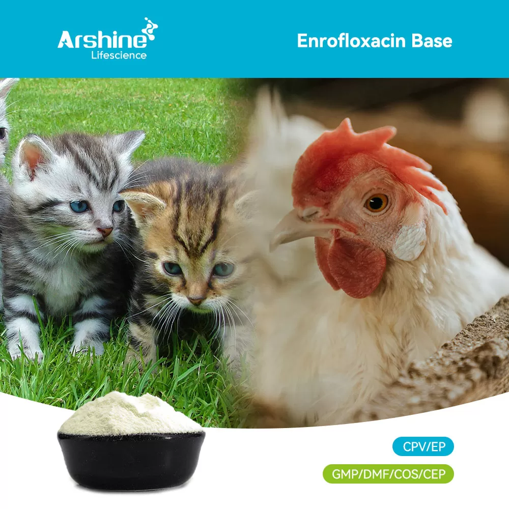 Enrofloxacin Base: Technical Mastery of Non-Aqueous Veterinary Formulations