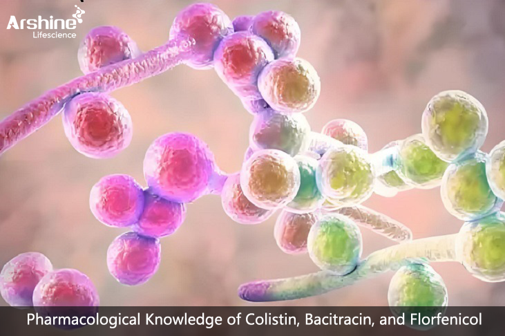 Pharmacological Knowledge of Colistin, Bacitracin, and Florfenicol