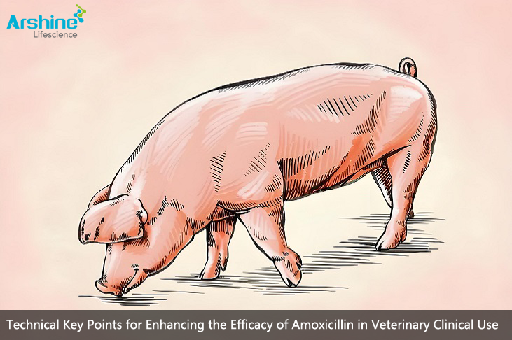 Technical Key Points for Enhancing the Efficacy of Amoxicillin in Veterinary Clinical Use