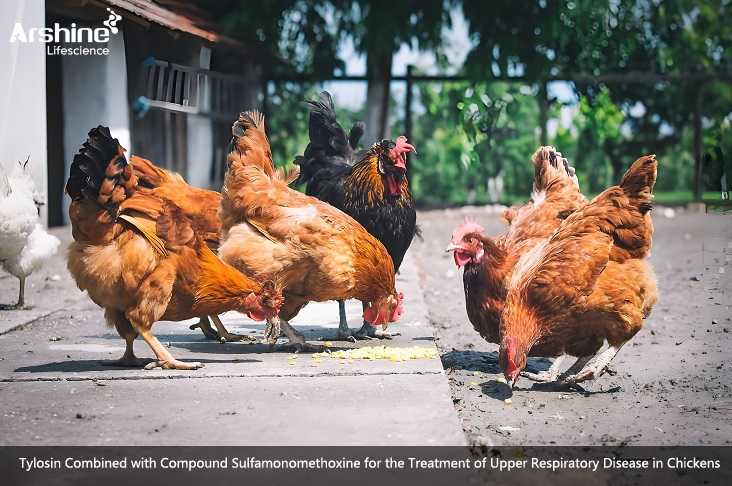 Tylosin Combined with Compound Sulfamonomethoxine for the Treatment of Upper Respiratory Disease in Chickens