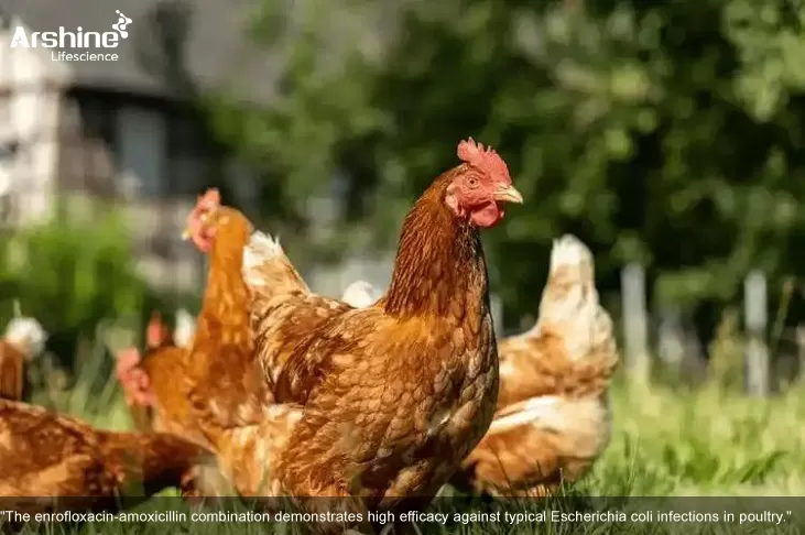 Enrofloxacin (Baytril®): Clinical Applications, Off-label Use in Veterinary Medicine & Arshine Lifescience's Quality Assurance