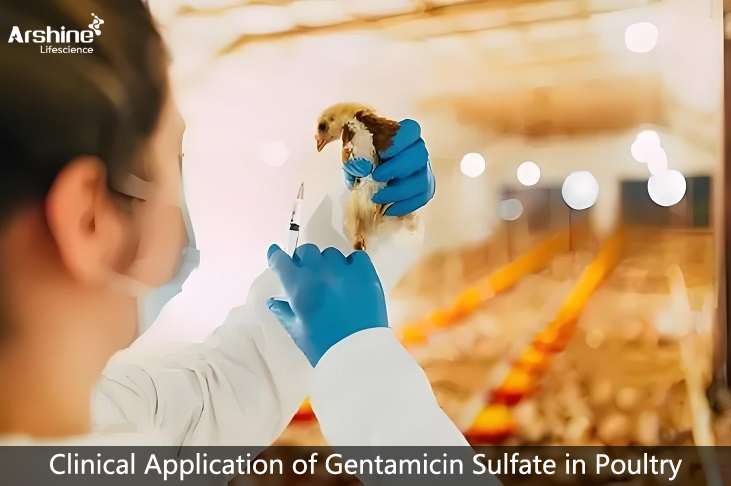 Clinical Application of Gentamicin Sulfate in Poultry