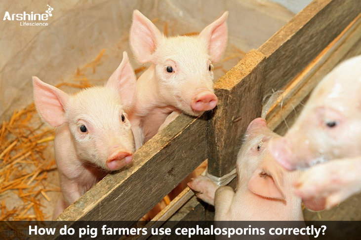 How do pig farmers use cephalosporins correctly?