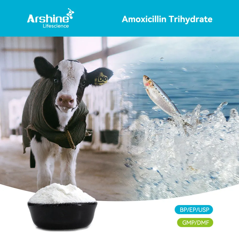 Amoxicillin Trihydrate: Polymer Control and the Physics of Direct Compression