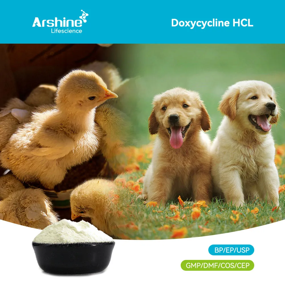 Doxycycline HCL: The Hyclate Balance and the Physics of Chelation