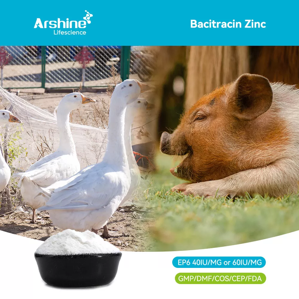 Bacitracin Zinc: An Underestimated "Old Guard" Innovator